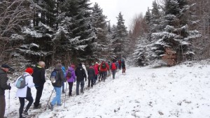 Hiver en forêt