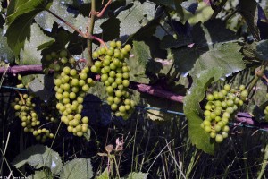 Vigne sous Ceneuil-CBE