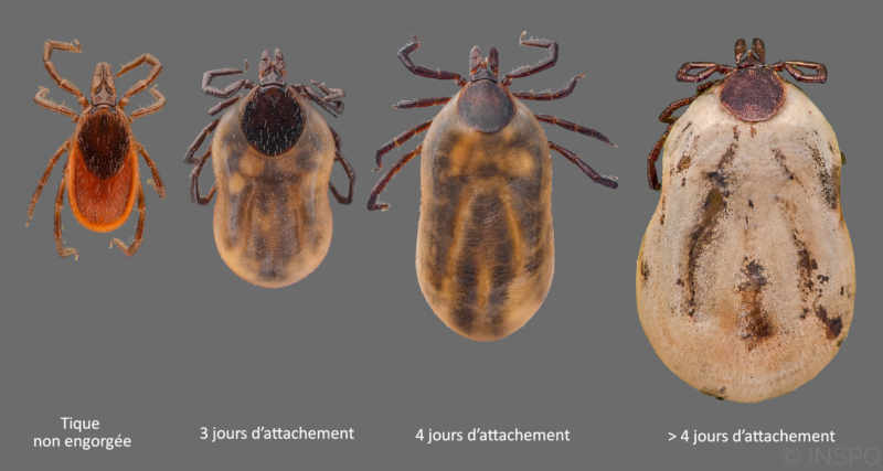 Les différents niveaux d'engorgement d'une tique