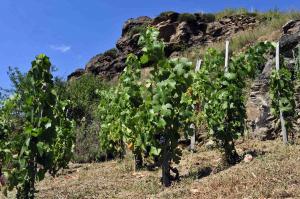 Randonnée Alti'Ligérienne - les vignes dans les gorges de l'Allier