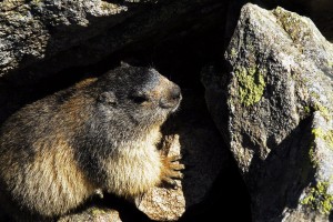 HAUTS PLATEAUX DU MEZENC - marmotte 2 - © Christian Bertholet1024