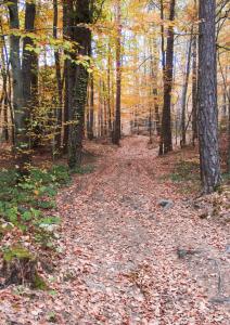 Boubounel Serge Chemin en forêt