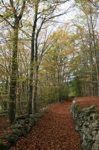 Philippe_Bois_tapis d'automne à Roiron